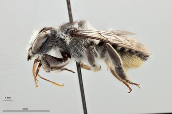 Media type: image;   Entomology 791801 Aspect: habitus lateral view